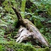 Hier lebten einst zur Eiszeit Riesen-Rehe. Ein Überbleibsel eines mumifizierten Rehbockkopfs aus dieser Zeit kann in der Wolfsschlucht besichtigt werden.