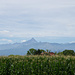 Blick zum Mont Viso aus dem Maisfeld.