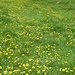 herrliche Alpwiese (Chaux de Miex)