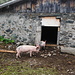 The piglets at Dürrboden.