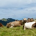 Kühe beim Sonnenbaden, die einen sind doch schon recht braun geworden