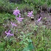 Purpurlattich (Prenanthes purpurea)