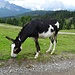 ... und diese Mischung aus Esel, Pferd und Freiburger Fleckvieh :-)