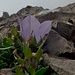fiori sulla roccia