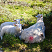 Es ist warm geworden im Helgedal, die Schafe suchen den Schatten.