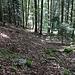 Fortsetzung des Strässchens. Im Aufstieg nicht ganz eindeutig. Jetzt im Rückblick schon eher.