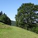 Bei diesem schönen Baum geht's nach links aufwärts.
