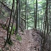 Nun bin ich im untersten Teil, im Abstieg von Punkt 998m zum Brunnersberg.