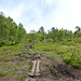 Wie bei vielen Routen hilft Holz gegen Schlamm