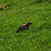 In Val d'Err I spotted numerous marmots, and some of the young marmots did not run and hide immediately.