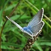 Das Fell des Bläulings / il pelo blu della farfalla blu