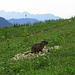 Schöne Aussicht vom Murmelbau / bel panorama dalla tana della marmotta