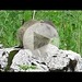Giovane marmotta in pascolo