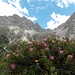 Alpenrose, schöne Rose, schöne Rose, Alpenrose....