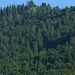 Bewaldeter  Südhang des Schafkopfs