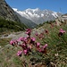 Alpennelken mit bekanntem Hintergrund