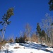 Restwald vor blauen Himmel mit aufstrebendem Jungholz
