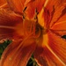 Orange Flower