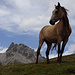 Pferde im Val Schumbraida