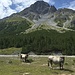 Blick zurück von der Alp Plavna aus