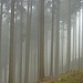 Licht-Schatten-Spiele beim Anstieg. Der Nebel verzaubert einen Waldspaziergang.