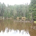 Kleiner Teich am Wegrand