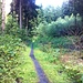 Weg zum Waldbeerenberg