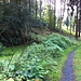 Weg zum Waldbeerenberg