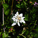 Viel Edelweiss werden wir heute sehen
