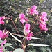 Indisches Springkraut, eigentlich recht schön anzusehen, aber es verdrängt die heimische Flora recht massiv...