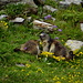 Marmotte in Val Veny.