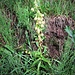 Epipactis helleborine (L.) Crantz<br />Orchidaceae<br /><br />Elleborine comune.<br />Epipacts à larges feuilles.<br />Gewönliches Breitblättrige Stendelwurz.
