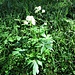 Astrantia major L.<br />Apiaceae<br /><br />Astranzia maggiore.<br />Grande astrance.<br />Grosse Sterndolde.
