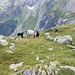 Les moutons de la Sustlihütte. Ils n'ont pas réussi à nous intoxiquer.