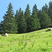 Le capre bicolori, simbolo della Schneetalalm.