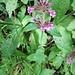 Clinopodium vulgare L.<br />Lamiaceae<br /><br />Clinopodio dei boschi.<br />Sariette clinopode.<br />Wirbeldost.