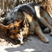 Schäferhund in Hontanas
