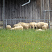 Schafe in Großegelsee