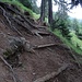 il bel sentiero che porta all'Alpe Tamia
