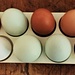 Grandezza e colore delle uova rispecchiano la diversità delle galline.
