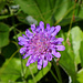 Eine Skabiose hebt sich mit ihren blauvioletten Blüten vom Grün ab.