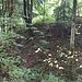 Ruine Klingenberg I