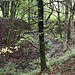 Ruine Klingenberg II