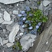 [https://de.wikipedia.org/wiki/Mont-Cenis-Glockenblume Mont-Cenis-Glockenblume], die nur an besch**, sorry: besonders ausgefallenen Orten wächst 