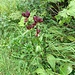 Gentiana purpurea L.<br />Gentianaceae<br /><br />Genziana porporina.<br />Gentiane pourpre.<br />Purpur-Enzian.