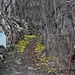 Die ersten Blüten, die im Schutze der Mauer entstanden sind. Der Frühling ist nicht mehr weit.