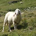 Viele Schafe säumen den Weg...