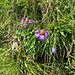 Aster alpinus L.<br />Asteraceae<br /><br />Astro alpino.<br />Aster des Alpes.<br />Alpen-Aster.