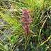 Pedicularis rostratocapoitata subsp. helvetica ?