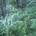 Ferns all over the place!